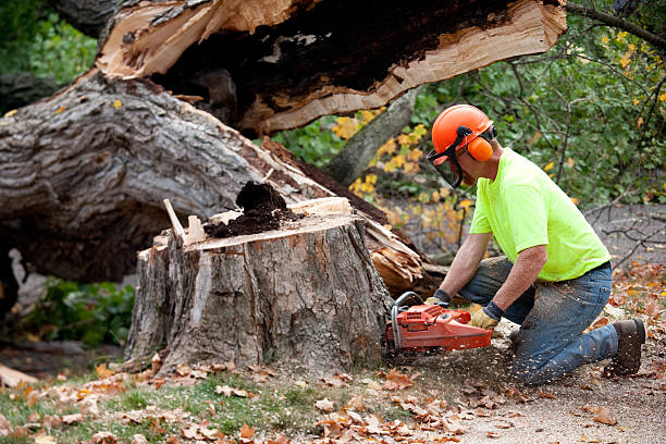 Leaf Removal in Draper, UT
